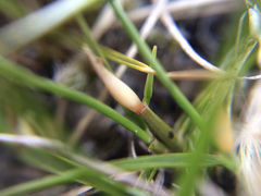 Zoysia minima