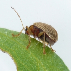 Colaspis brunnea