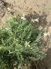 Astragalus trichopodus
