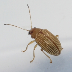 Colaspis brunnea