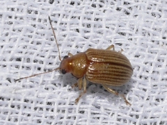 Colaspis brunnea
