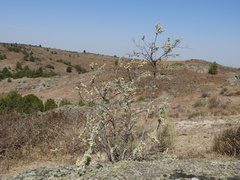 Buddleja cordobensis