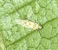 Protalebra nexa