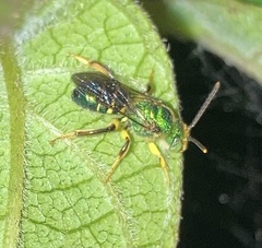 Agapostemon poeyi