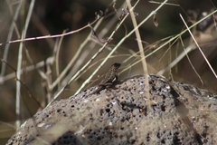 Sceloporus spinosus