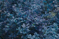 Amelanchier bartramiana