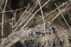 Sceloporus spinosus