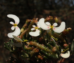 Stylidium involucratum