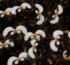 Stylidium involucratum