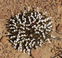 Stylidium involucratum