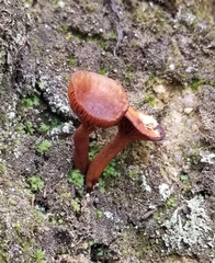Lactarius rufulus