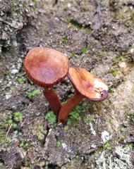 Lactarius rufulus