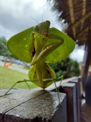 Choeradodis rhombicollis