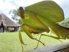 Choeradodis rhombicollis