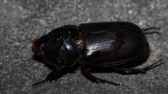 Trichogomphus mongol