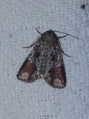 Condica cupentia