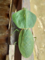 Choeradodis rhombicollis