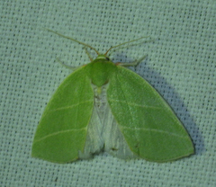 Bena bicolorana