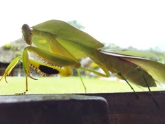 Choeradodis rhombicollis
