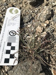 Hoffmannseggia microphylla