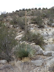 Dasylirion cedrosanum