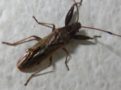 Pachygrontha antennata
