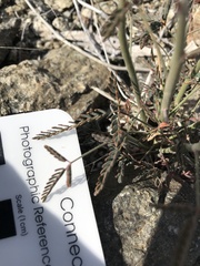 Hoffmannseggia microphylla