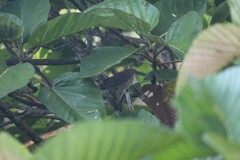 Turdus maculirostris