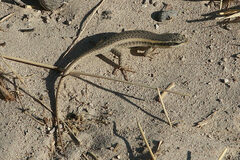 Trachylepis spilogaster