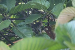 Turdus maculirostris