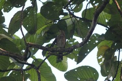 Turdus maculirostris