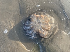 Rhopilema verrilli