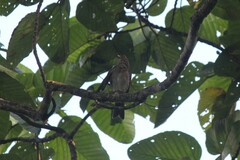 Turdus maculirostris