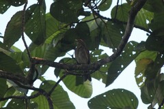 Turdus maculirostris