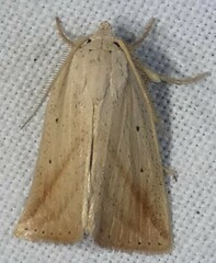 Amolita obliqua