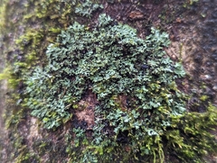 Phaeophyscia adiastola