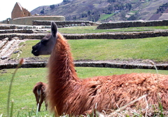 Lama glama