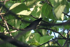 Ramphocelus flammigerus icteronotus