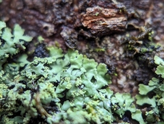 Phaeophyscia adiastola