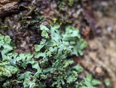 Phaeophyscia adiastola