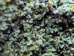 Phaeophyscia adiastola