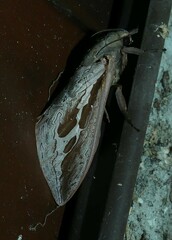 Abantiades labyrinthicus