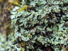 Phaeophyscia adiastola