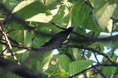 Ramphocelus flammigerus icteronotus