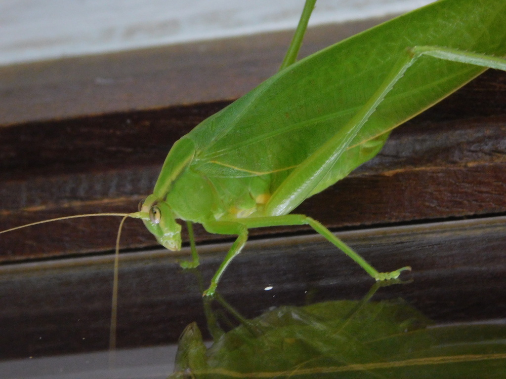 Rectimarginalis