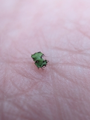 Phaeophyscia adiastola