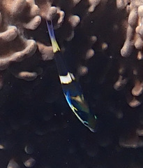 Thalassoma nigrofasciatum