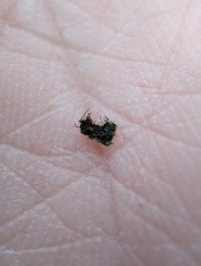 Phaeophyscia adiastola