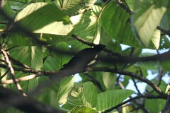 Ramphocelus flammigerus icteronotus