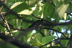 Ramphocelus flammigerus icteronotus